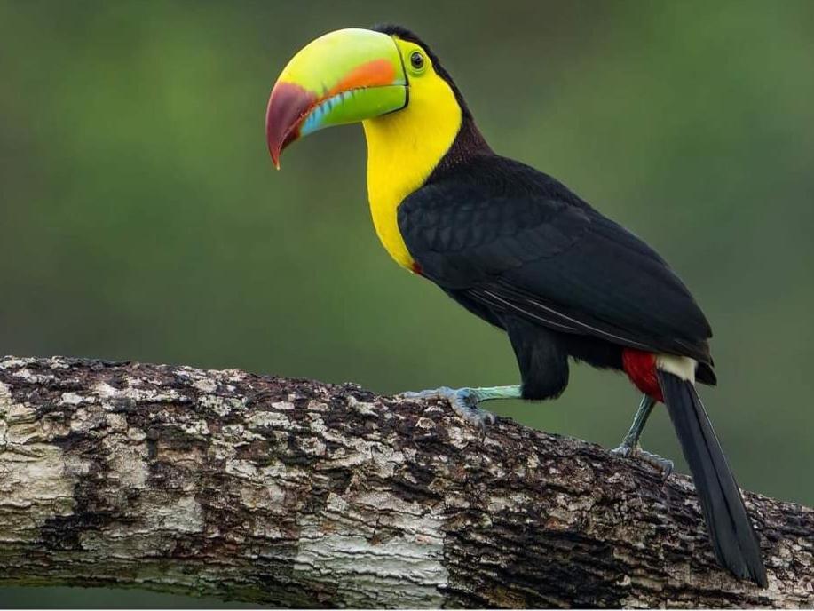 Bungalow Batsu La Fortuna Pokoj fotografie