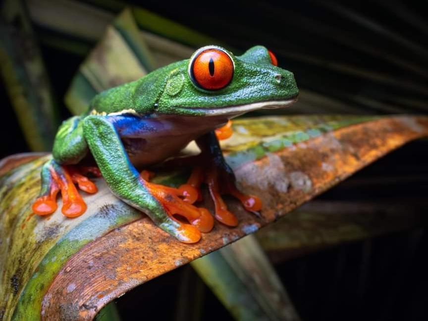 Bungalow Batsu La Fortuna Pokoj fotografie