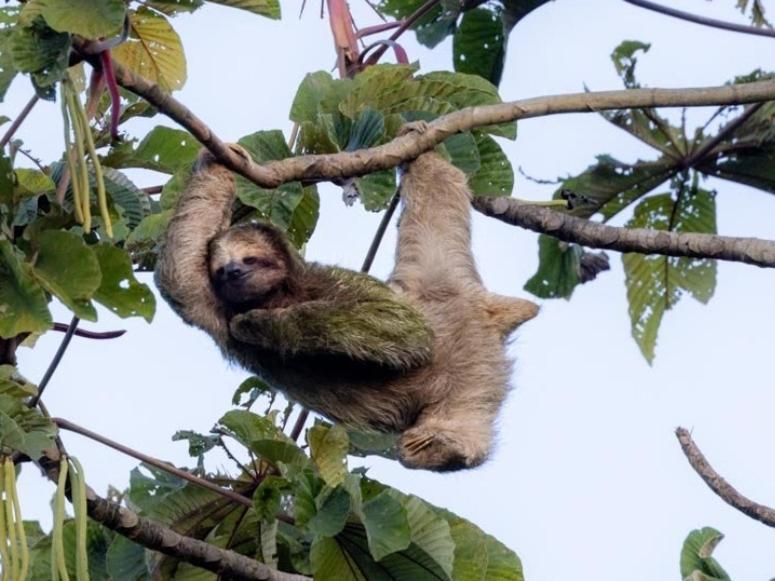 Bungalow Batsu La Fortuna Pokoj fotografie