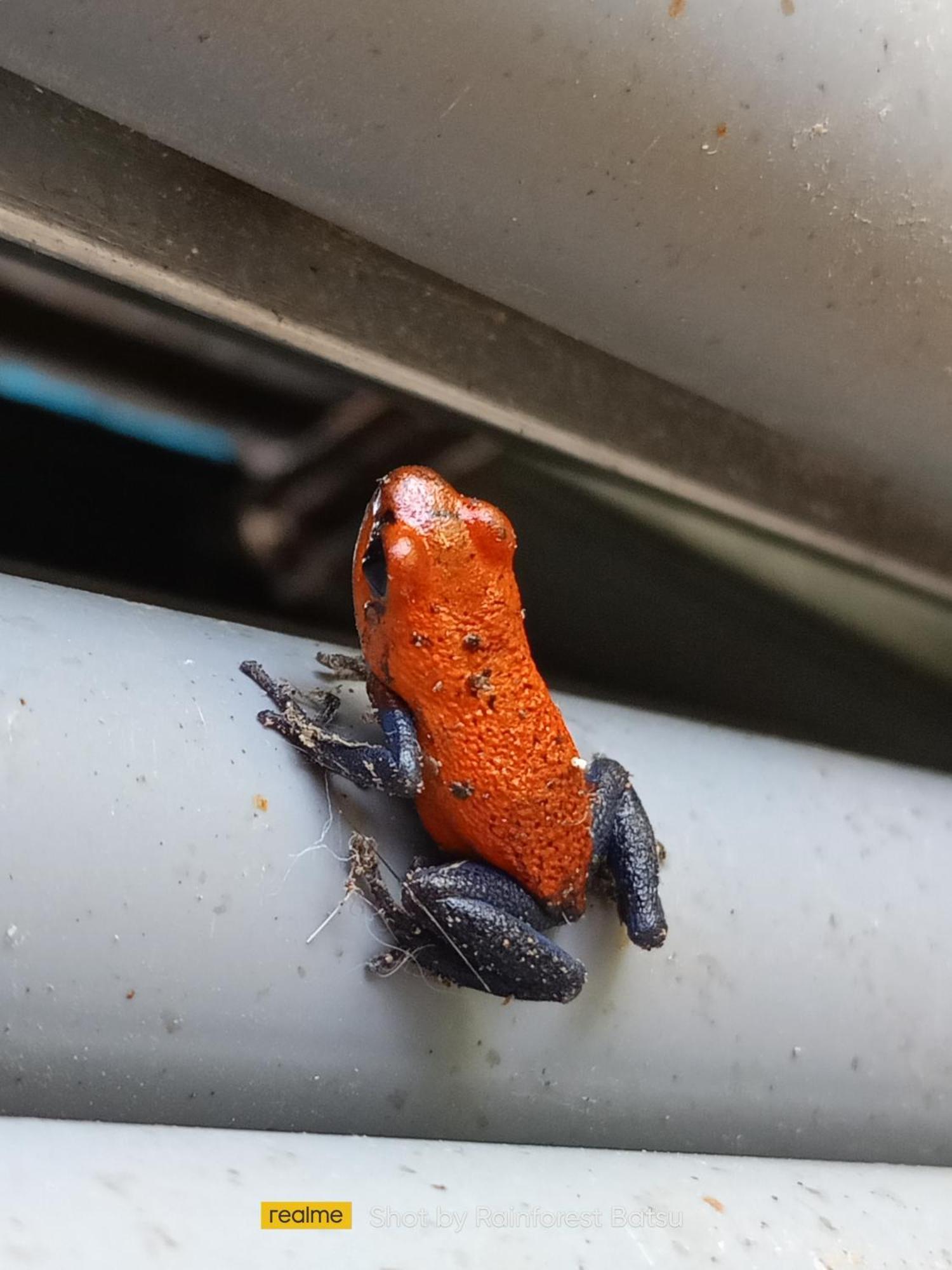 Bungalow Batsu La Fortuna Pokoj fotografie